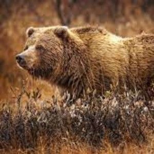 Meet your Posher, Salman